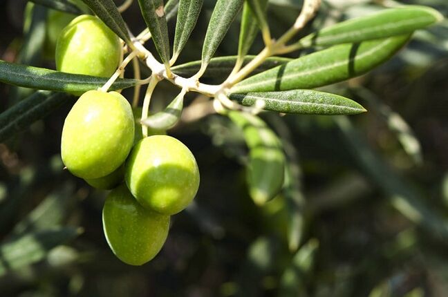 Benefits of eating olives on ketogenic diet